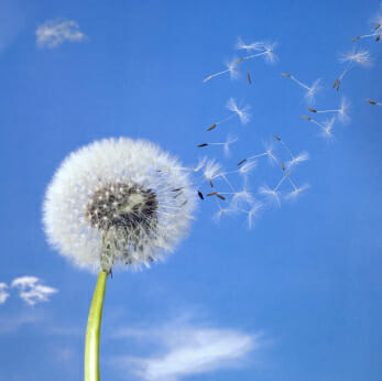 Dandelion in the wind