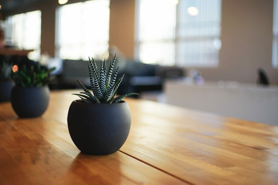 Pot plants on a table help clean the air